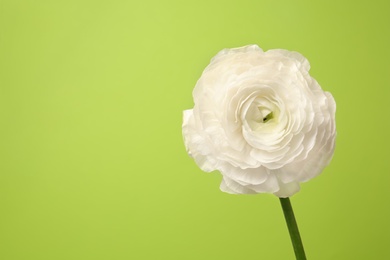 Photo of Beautiful ranunculus flower on color background