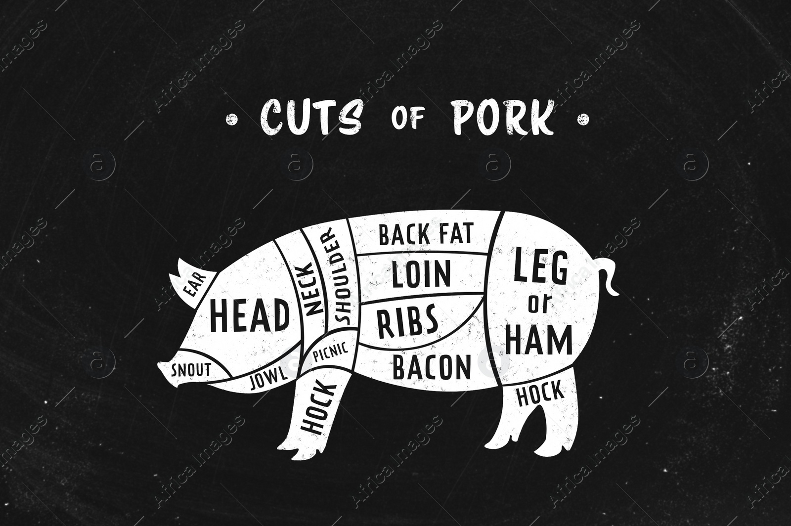 Illustration of Butcher's guide: Cuts of pork scheme.  pig on black background