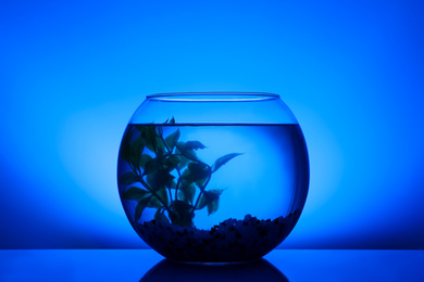 Photo of Round fish bowl with water, decorative plant and pebbles on blue background