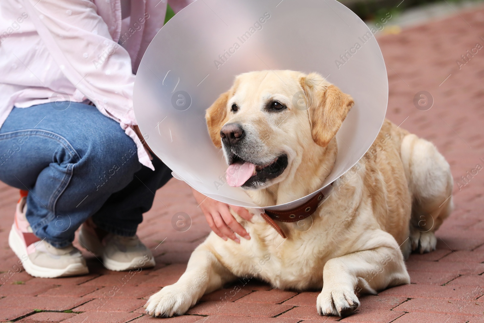 Photo of Woman with her adorable Labrador Retriever dog in Elizabethan collar outdoors, closeup