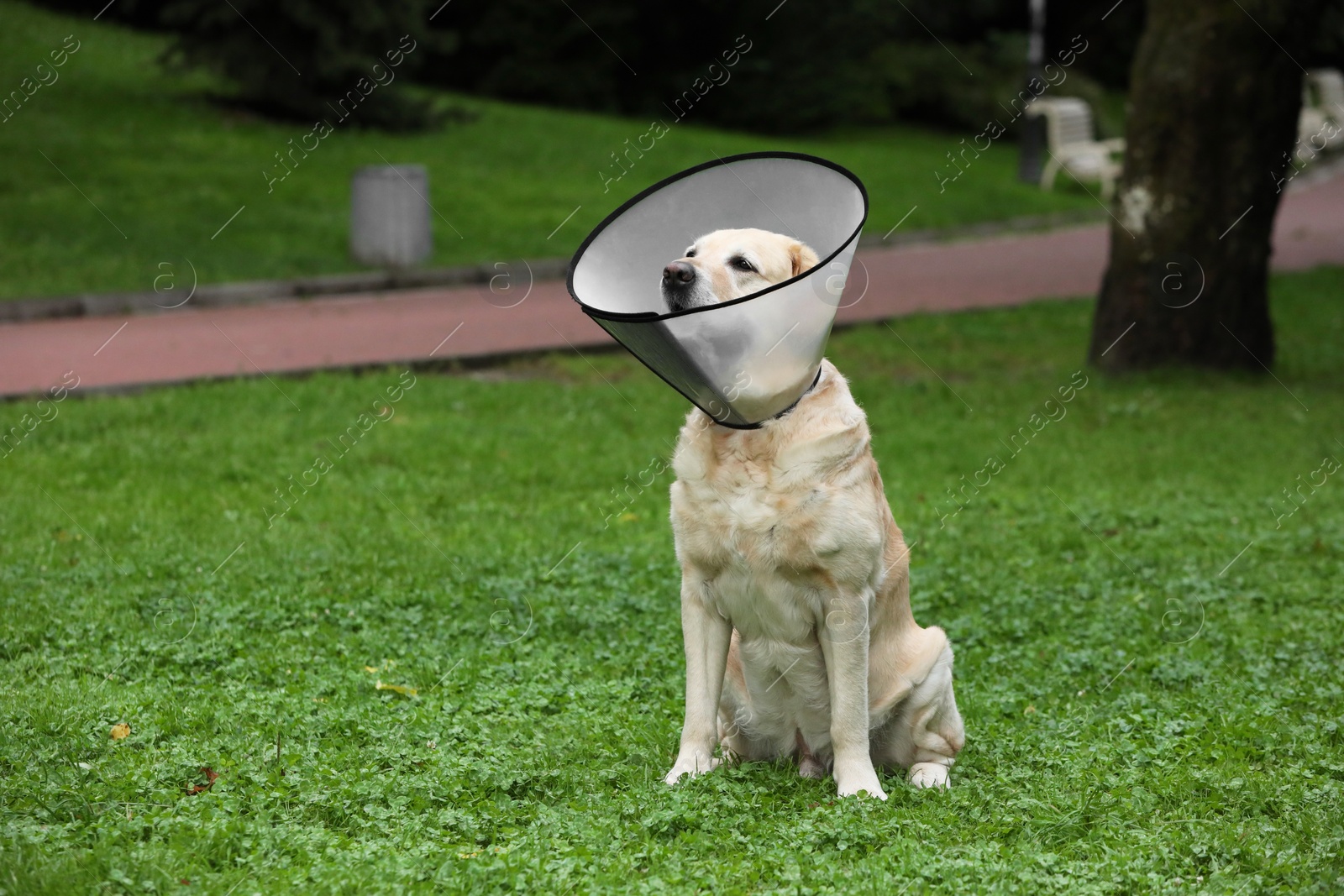 Photo of Adorable Labrador Retriever dog wearing Elizabethan collar on green grass outdoors