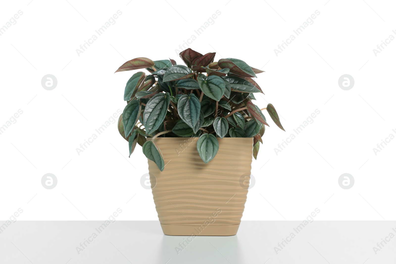 Photo of Beautiful Peperomia plant in pot isolated on white. House decor
