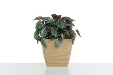 Photo of Beautiful Peperomia plant in pot isolated on white. House decor