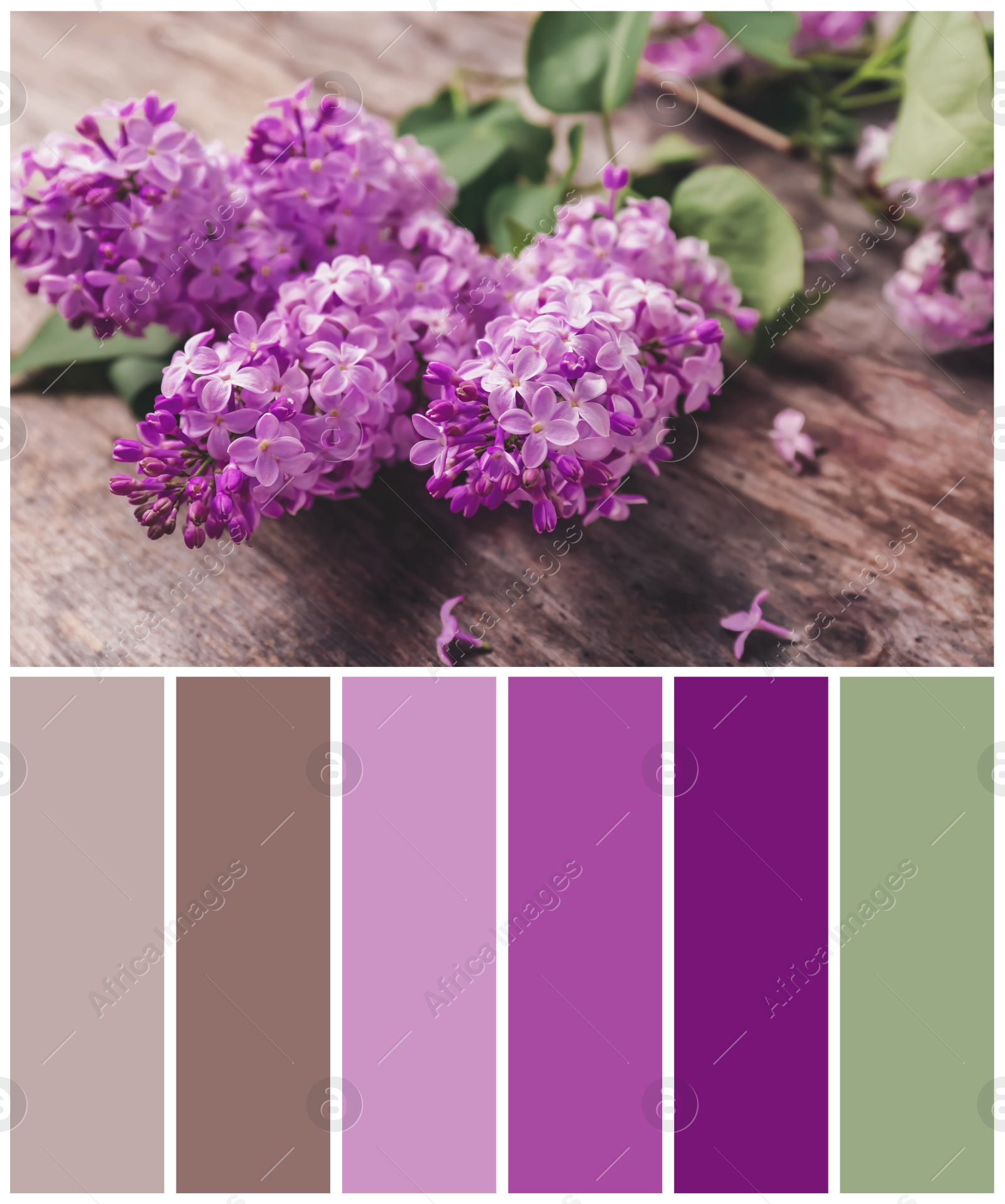 Image of Color palette appropriate to photo of blossoming lilac flowers on wooden background