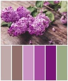 Color palette appropriate to photo of blossoming lilac flowers on wooden background