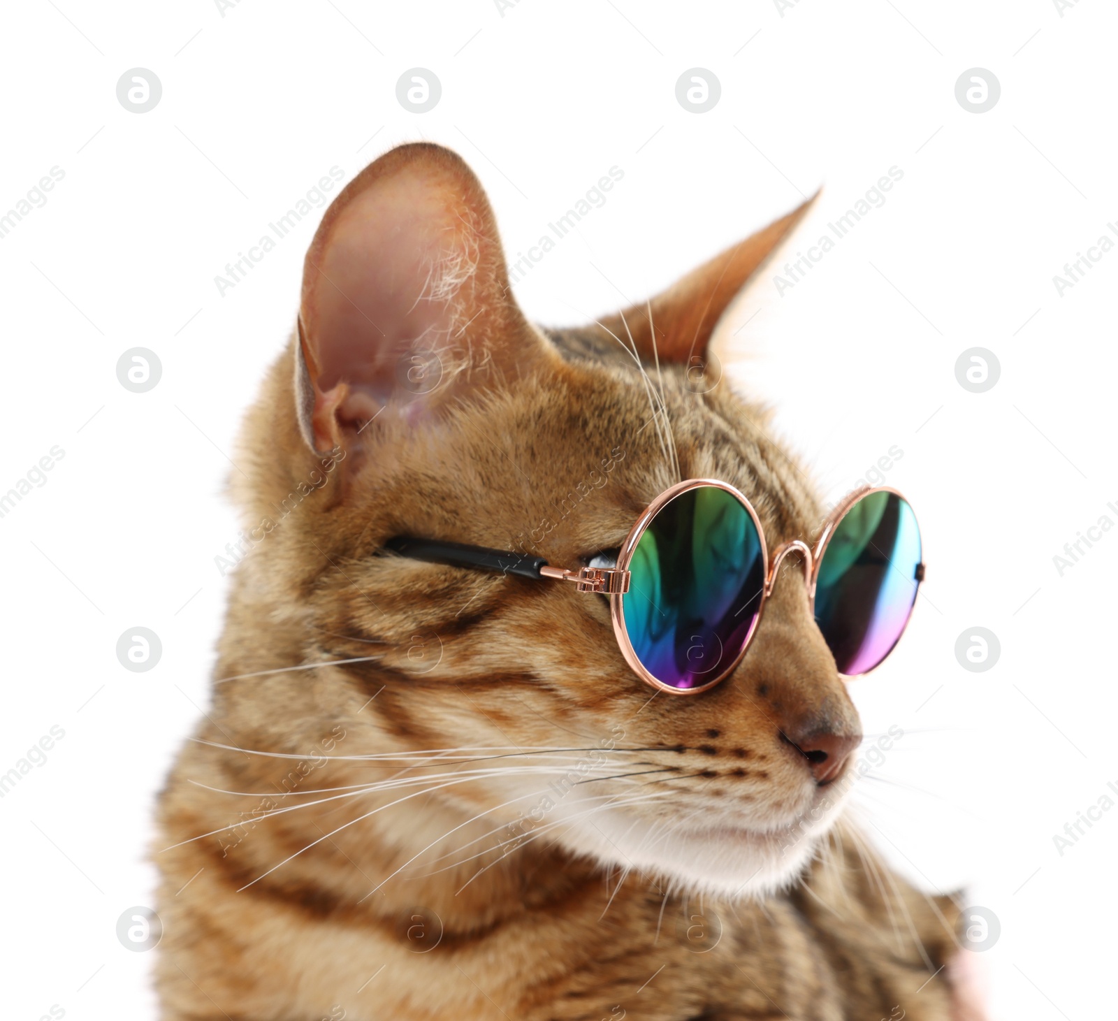 Photo of Cute Bengal cat in sunglasses on white background, closeup