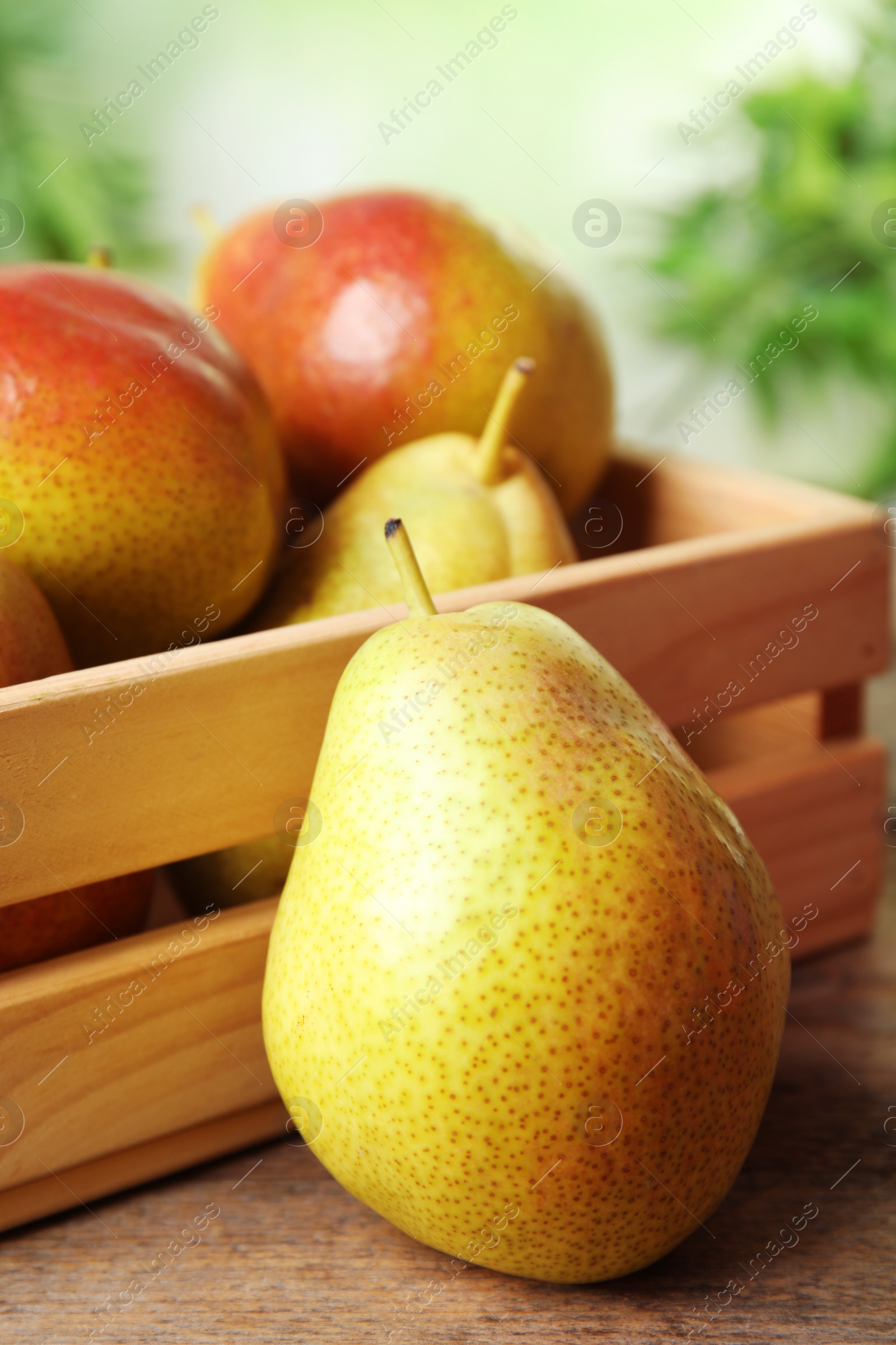 Photo of Crate with ripe juicy pears on brown wooden table against blurred background