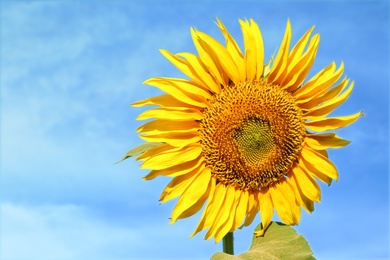 Photo of Beautiful blooming sunflower outdoors on summer day, closeup. Space for text