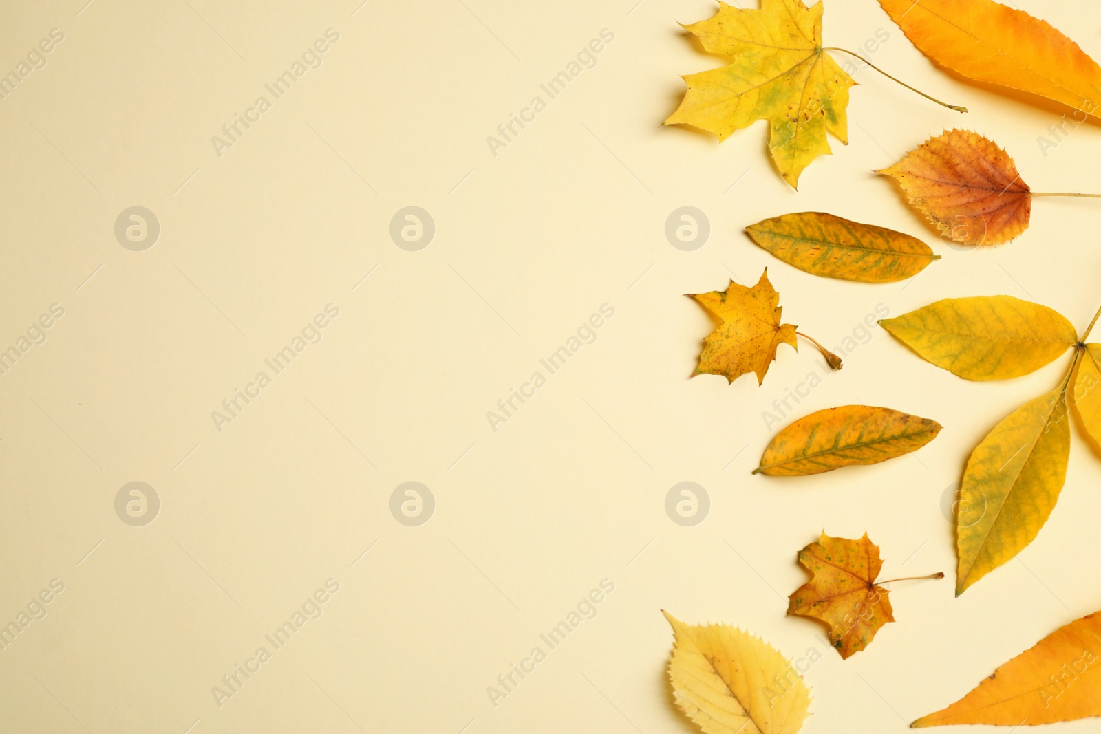 Photo of Flat lay composition with autumn leaves on beige background. Space for text