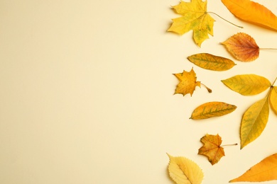 Flat lay composition with autumn leaves on beige background. Space for text