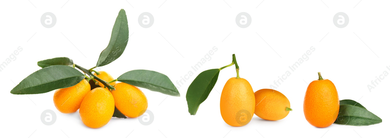 Image of Set with fresh ripe kumquat fruits on white background. Banner design