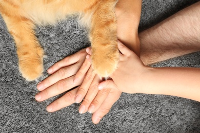 Closeup of family and cat holding hands together on grey carpet, top view