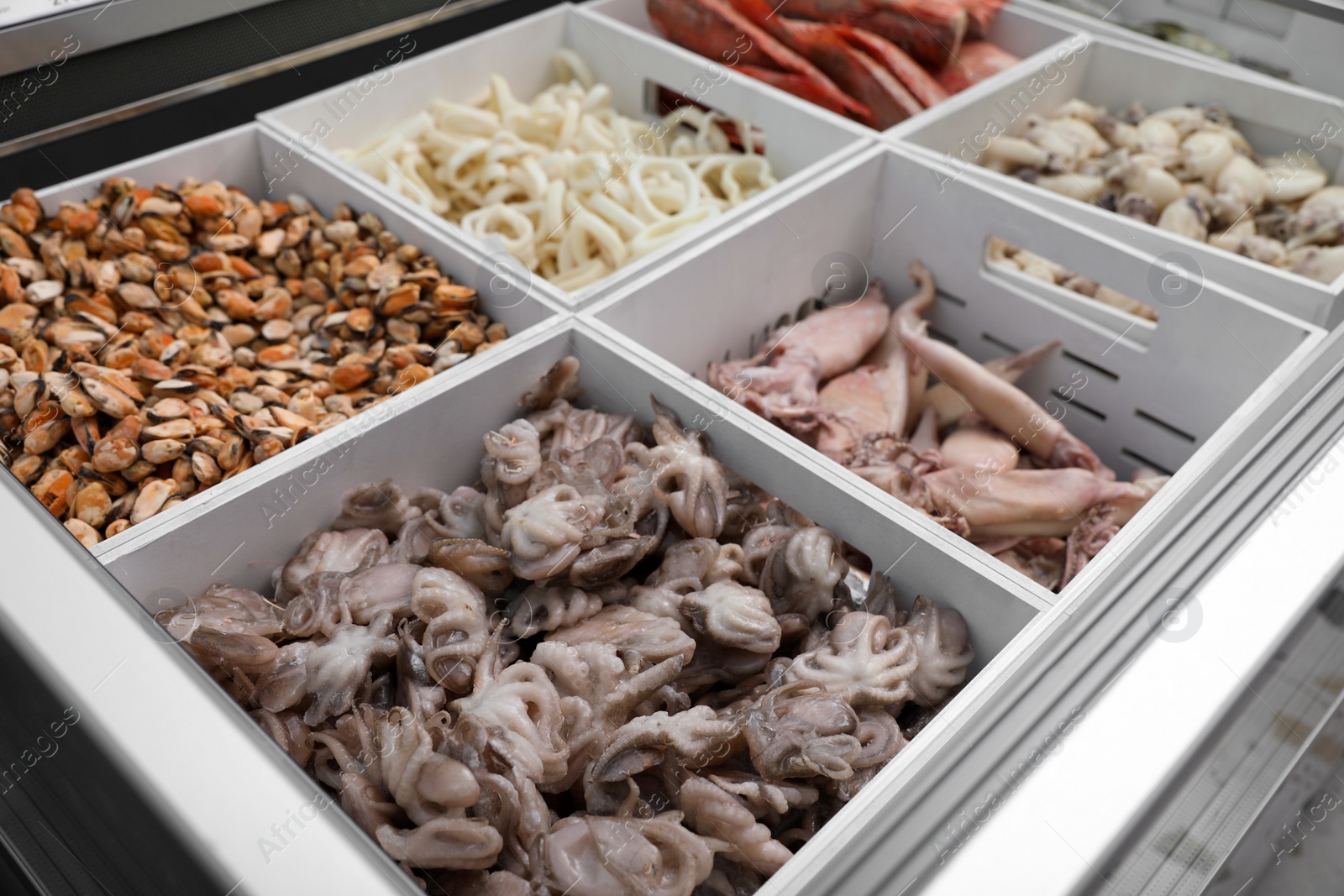 Photo of Different types of seafood on display. Wholesale market