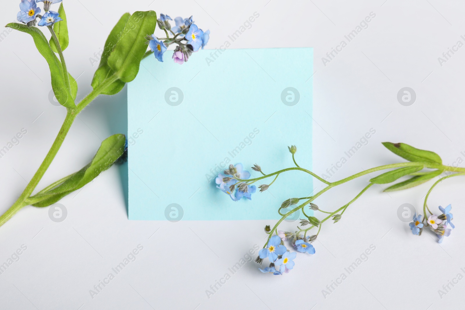 Photo of Blank card and beautiful forget-me-not flowers on white background, space for text