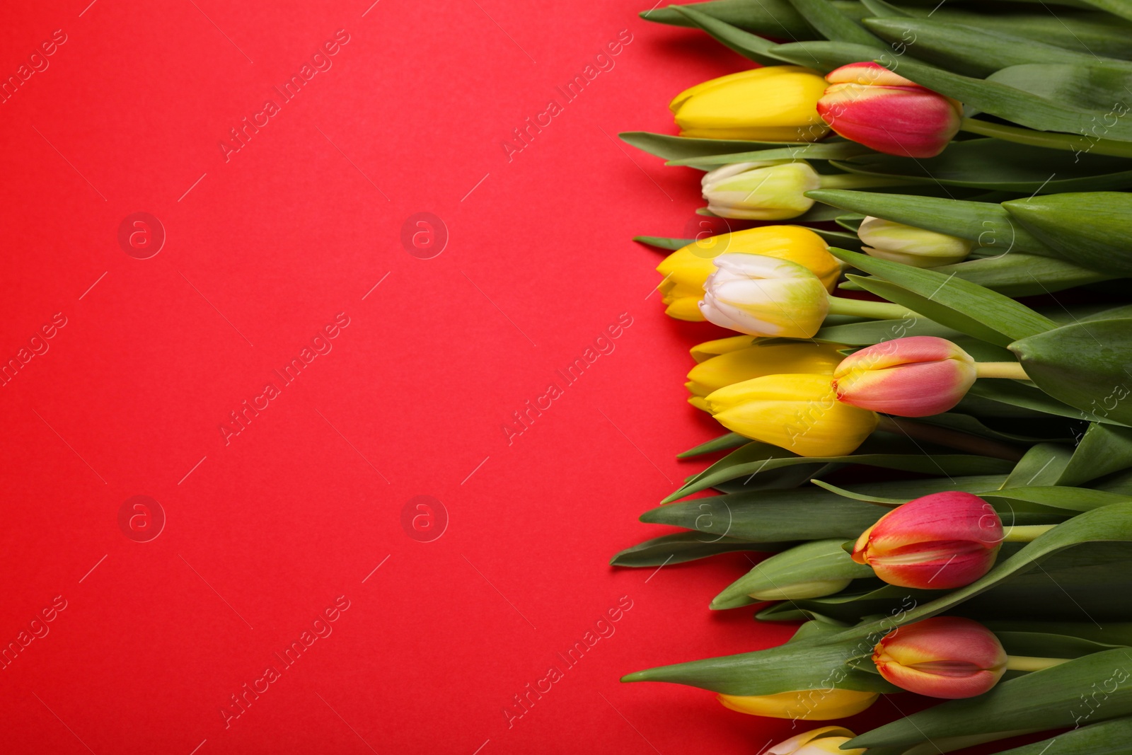 Photo of Beautiful tulips on red background, flat lay. Space for text