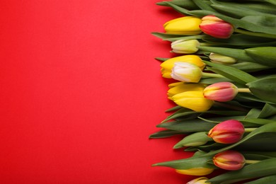 Beautiful tulips on red background, flat lay. Space for text