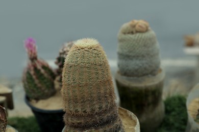 Photo of Different beautiful cacti in pots outdoors, closeup view