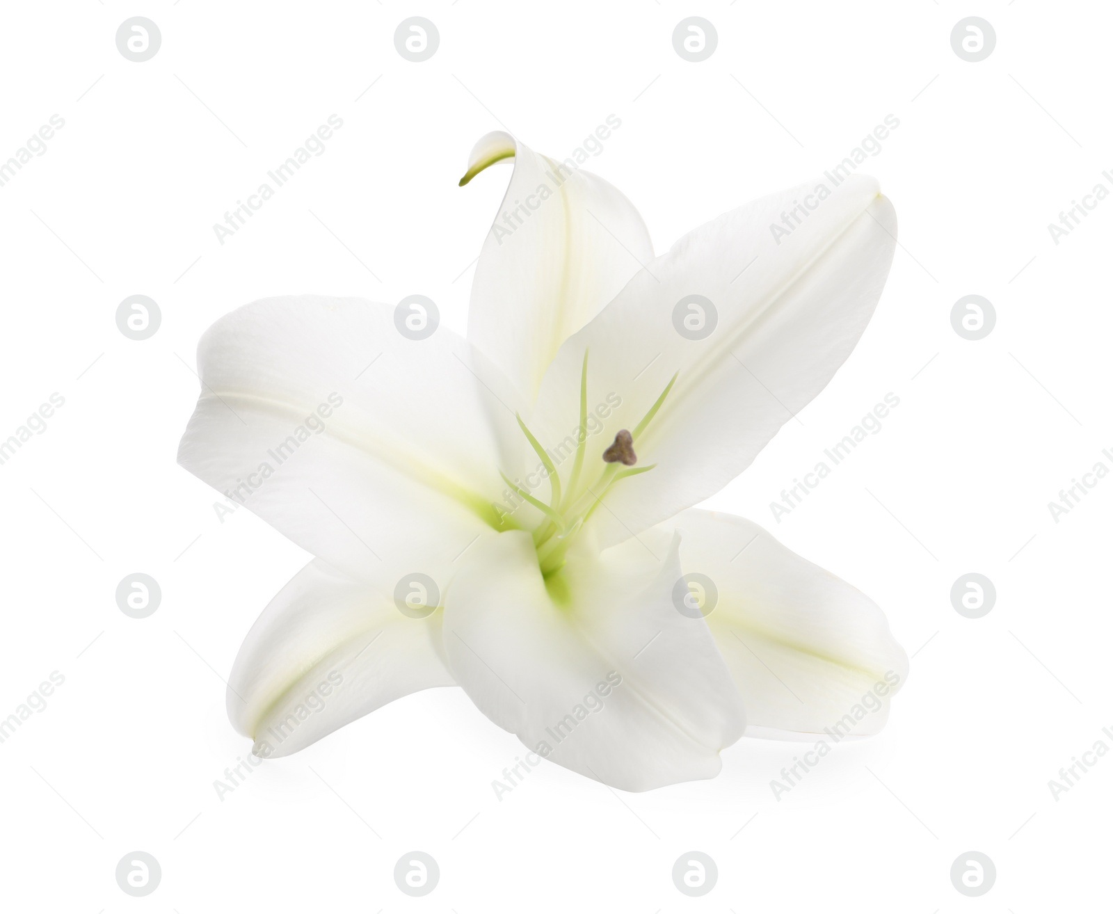 Photo of Beautiful fresh lily flower isolated on white