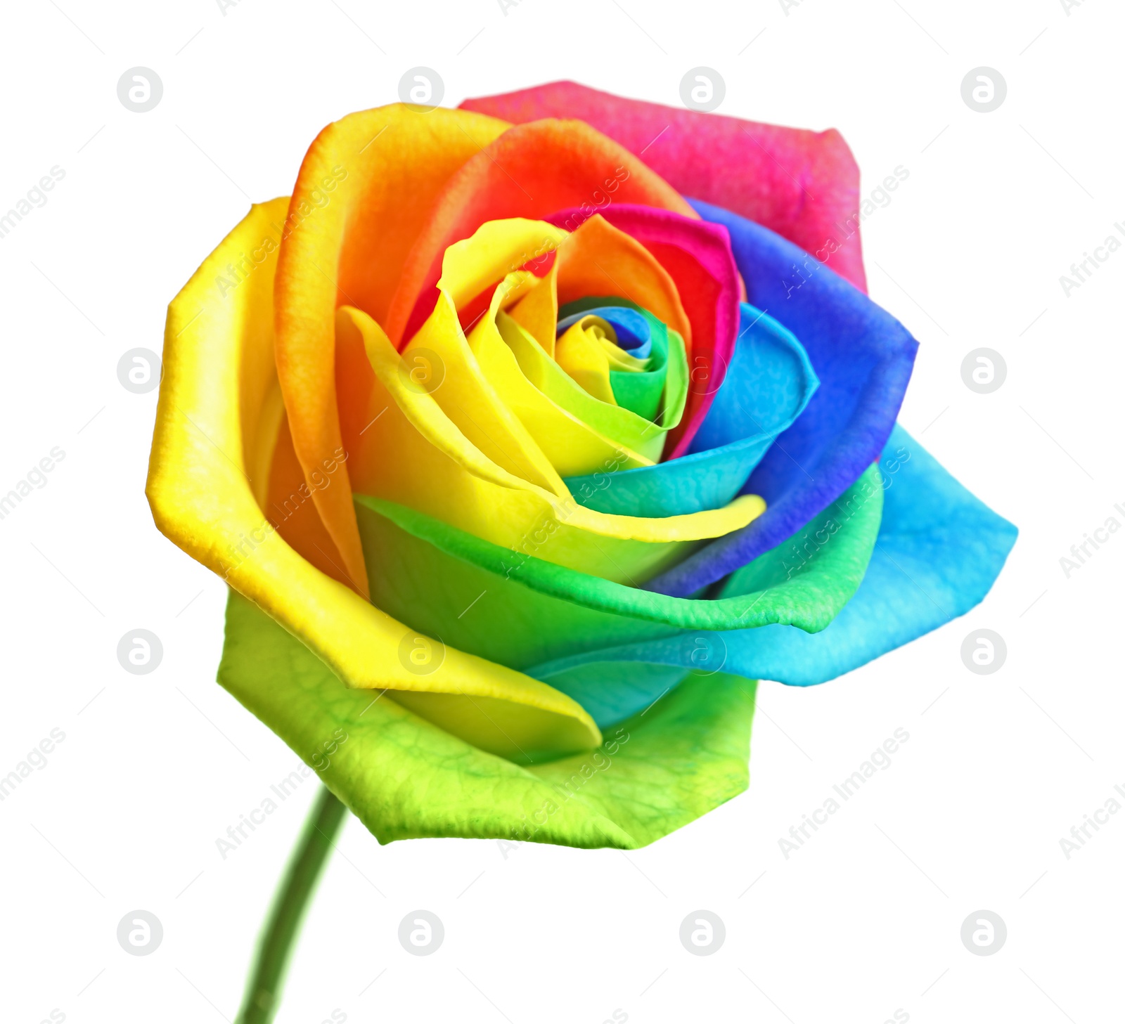 Photo of Amazing rainbow rose flower on white background