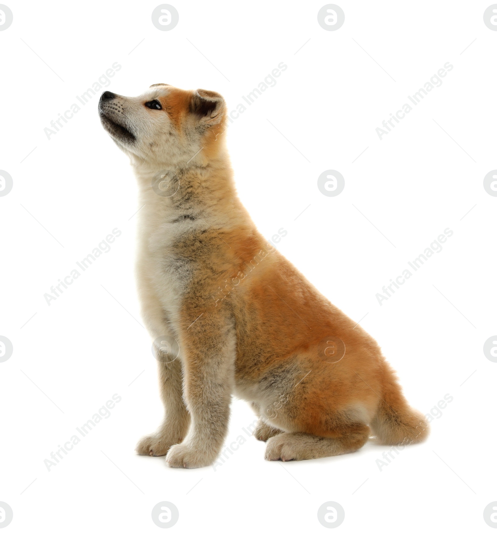 Photo of Cute akita inu puppy isolated on white