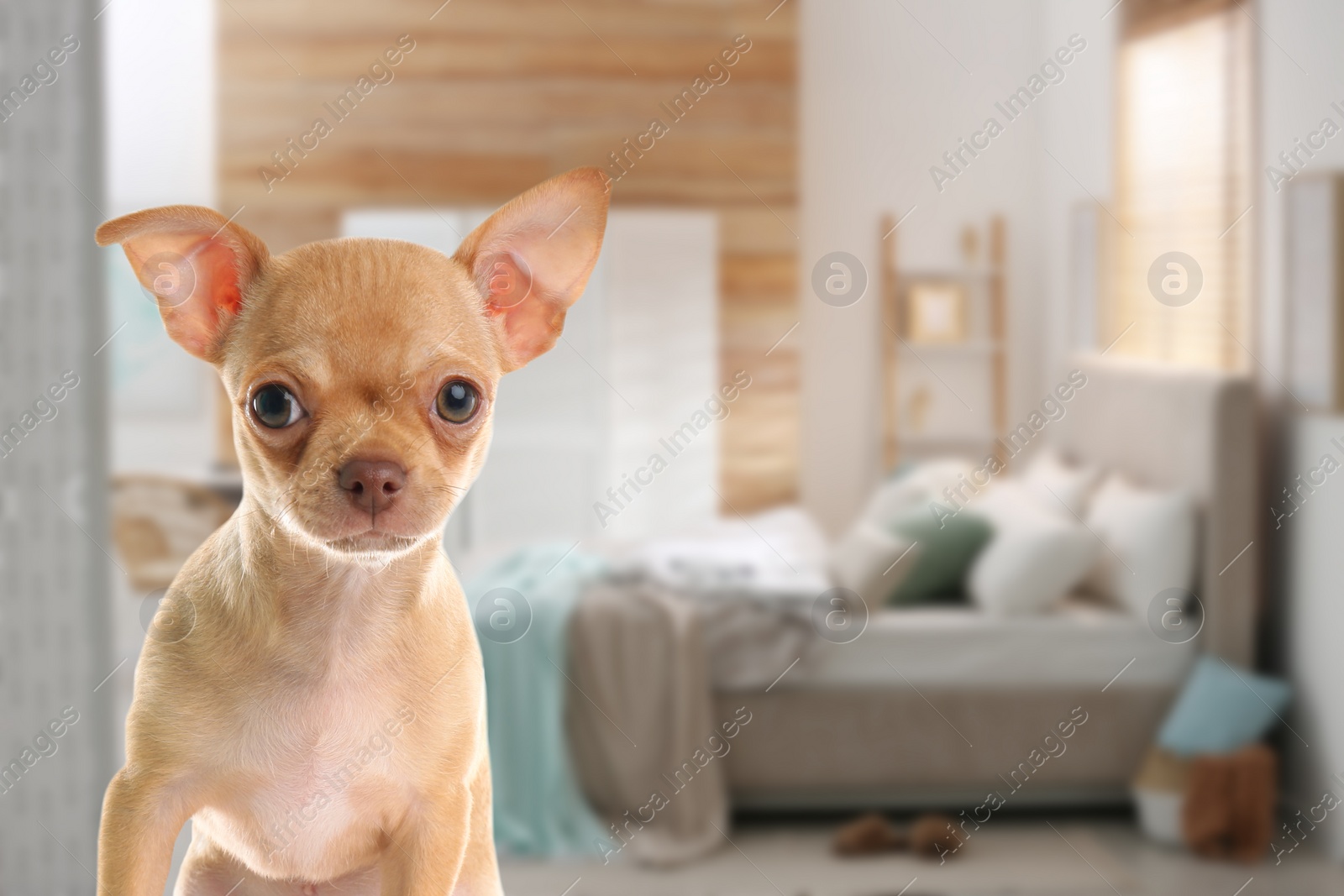 Image of Cute dog in room, space for text. Pet friendly hotel