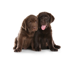 Chocolate Labrador Retriever puppies on white background