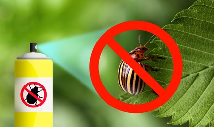 Image of Using insecticide to kill Colorado potato beetle outdoors