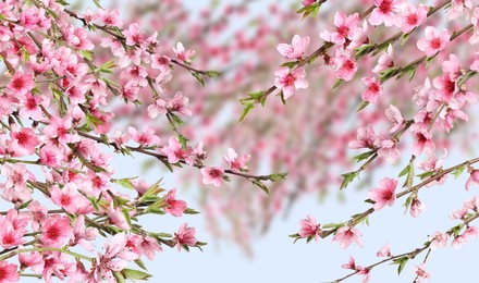 Image of Beautiful sakura tree branches with delicate pink flowers on blurred background