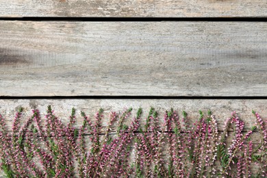 Photo of Heather branches with beautiful flowers on wooden table, flat lay. Space for text