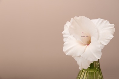 Photo of Vase with beautiful white gladiolus flower against beige background, closeup. Space for text