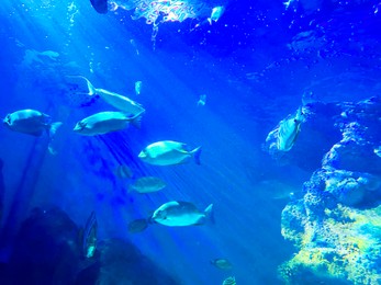 Photo of Different fishes swimming in sea, low angle view. Underwater world