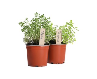 Aromatic potted oregano and thyme isolated on white