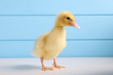 Baby animal. Cute fluffy duckling on white wooden table near light blue wall