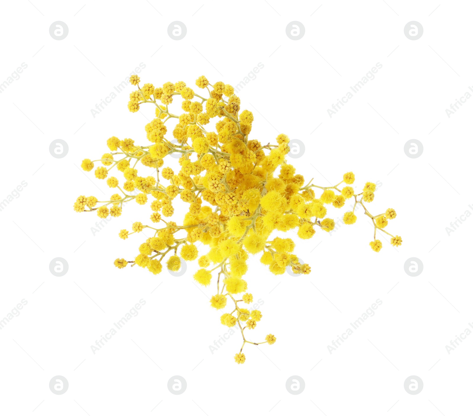 Photo of Beautiful yellow mimosa flowers on white background