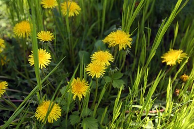 Many beautiful yellow dandelion flowers growing outdoors