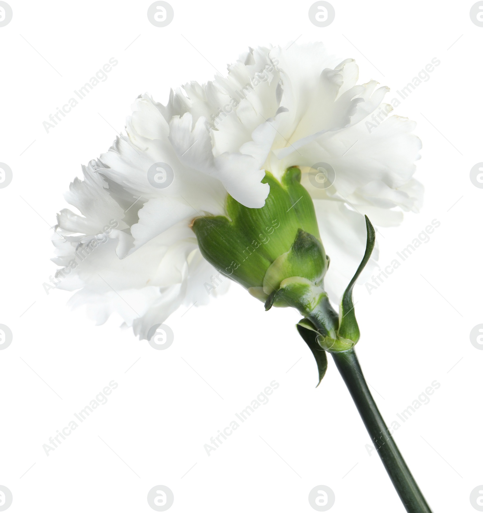 Photo of Beautiful aromatic carnation flower isolated on white