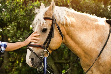 Senior man stroking beautiful palomino horse outdoors on sunny day, closeup