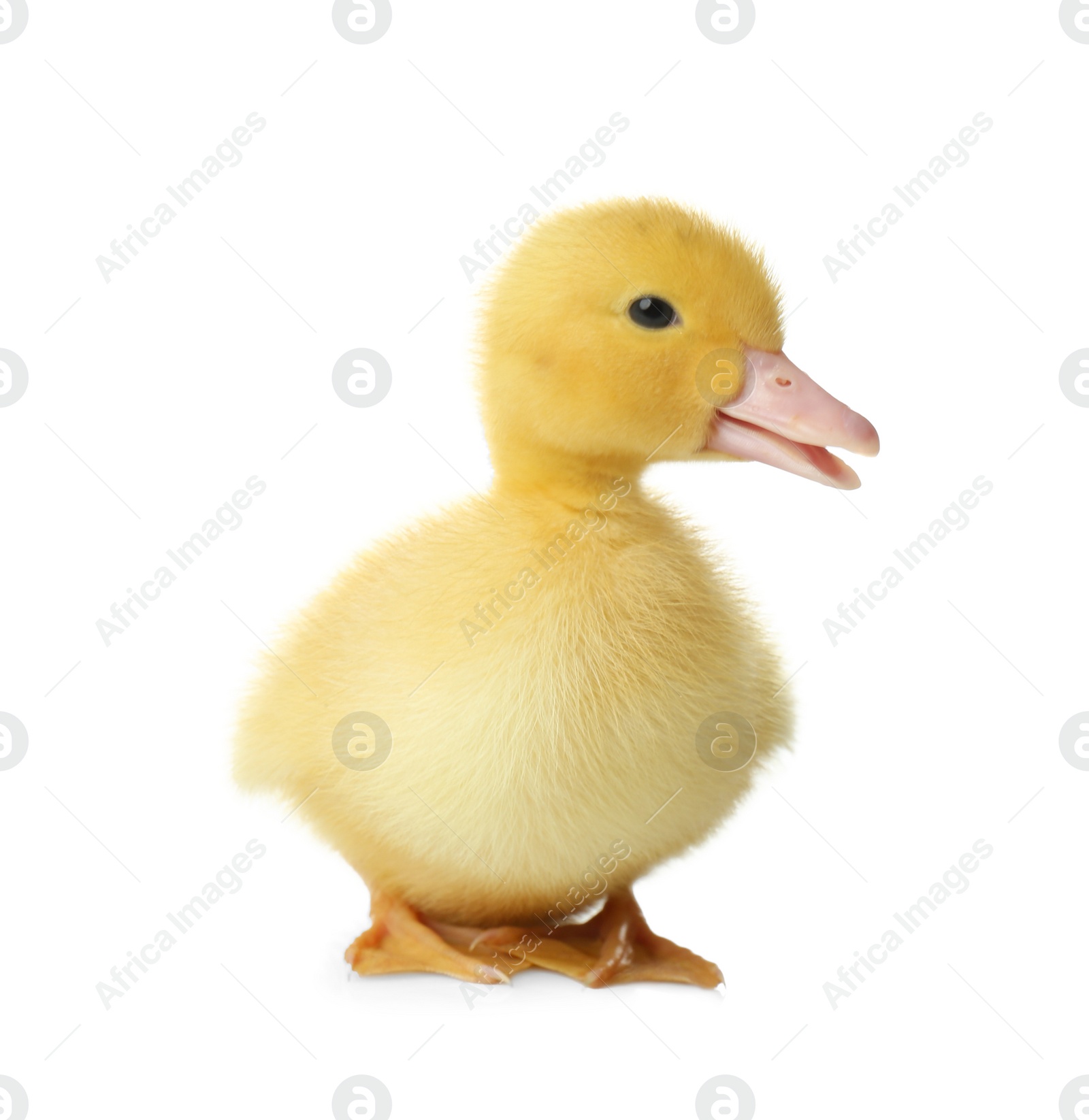 Photo of Cute fluffy gosling on white background. Farm animal