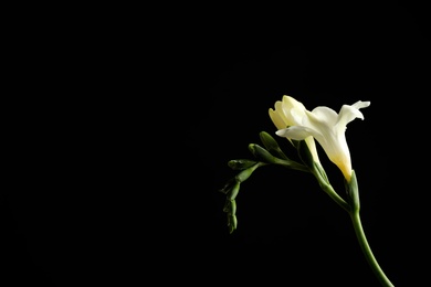 Photo of Beautiful white freesia flowers on black background. Space for text