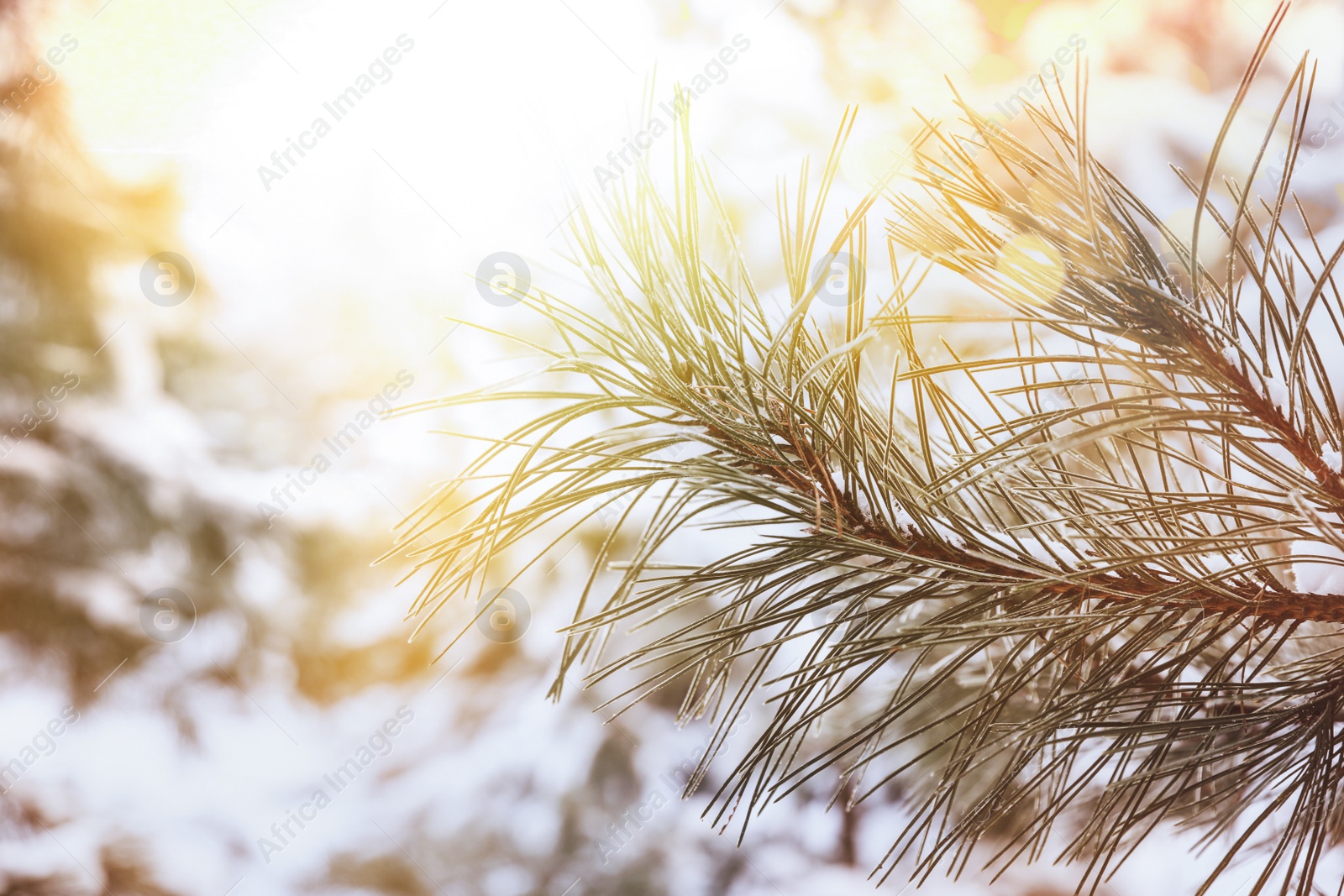 Image of Beautiful conifer tree branch covered with snow on sunny day, closeup 