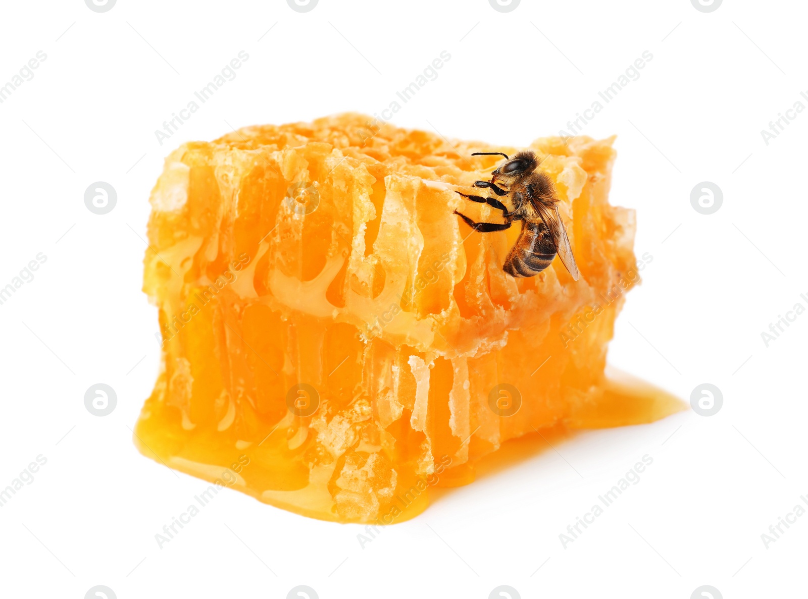 Photo of Honeycomb and bee on white background. Domesticated insect