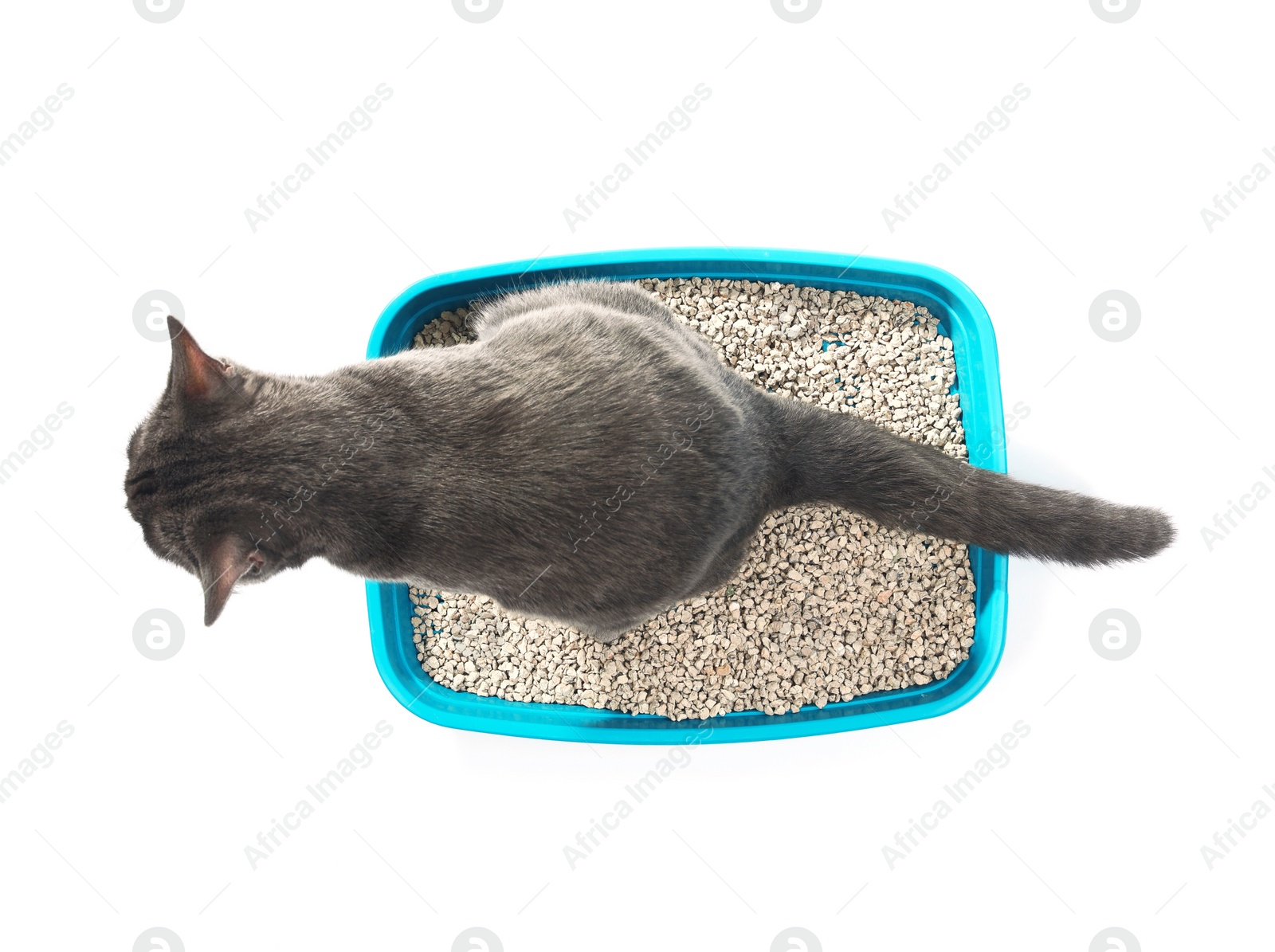Photo of Cat sitting in pet toilet on white background, top view