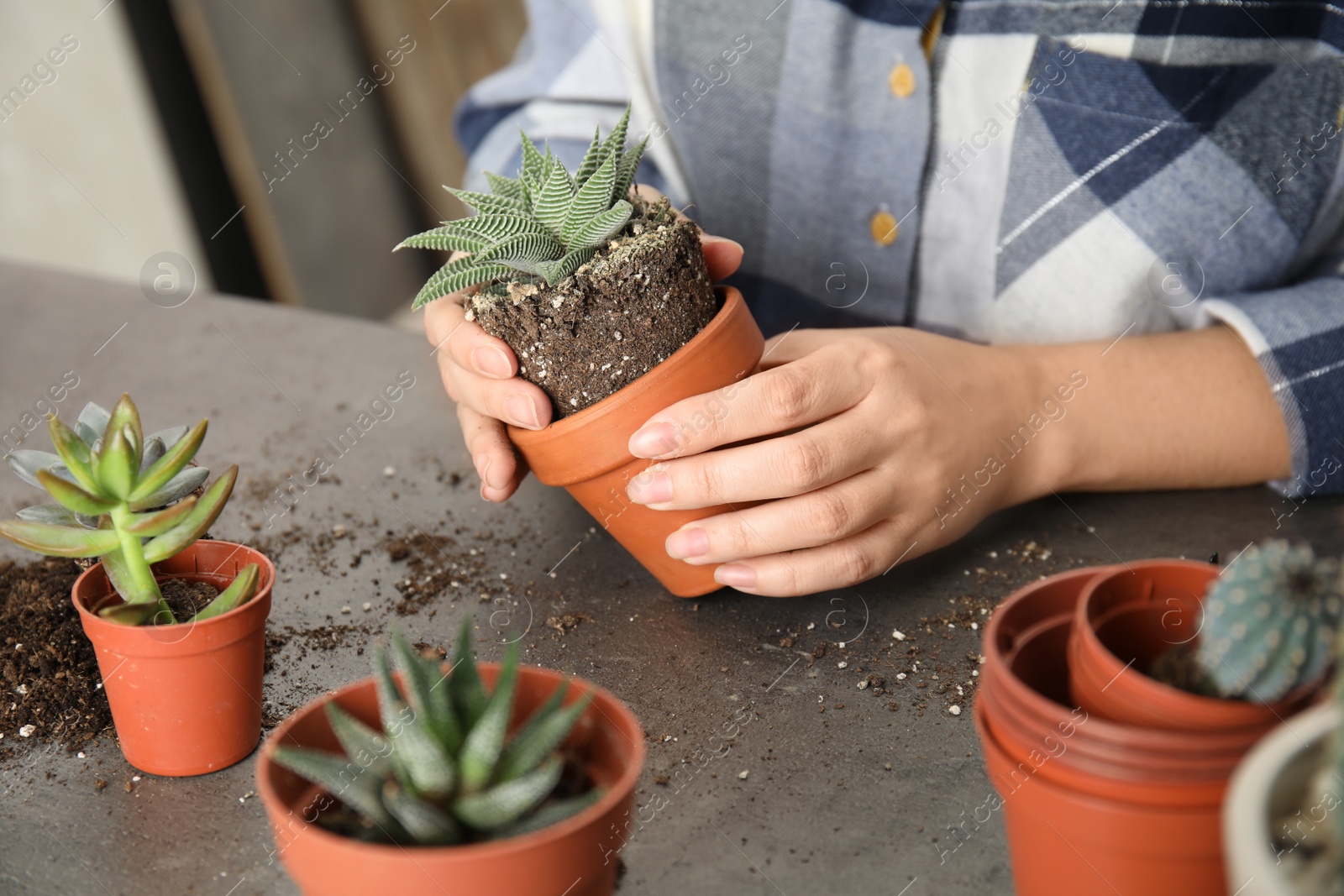 Photo of Woman transplanting home plant into new pot at table, closeup