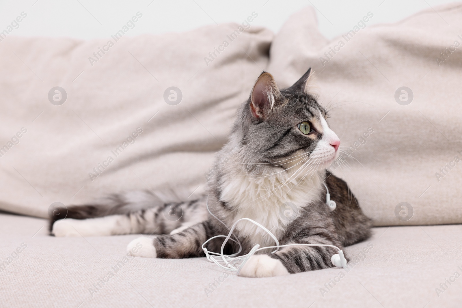 Photo of Naughty cat with damaged wired earphones on sofa indoors