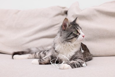 Naughty cat with damaged wired earphones on sofa indoors