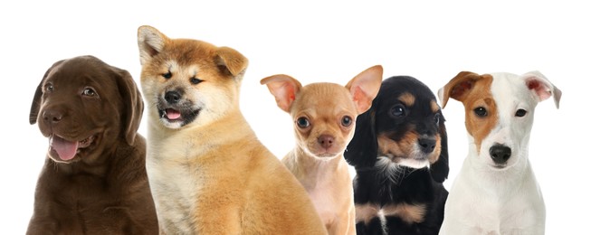 Group of adorable puppies on white background. Banner design