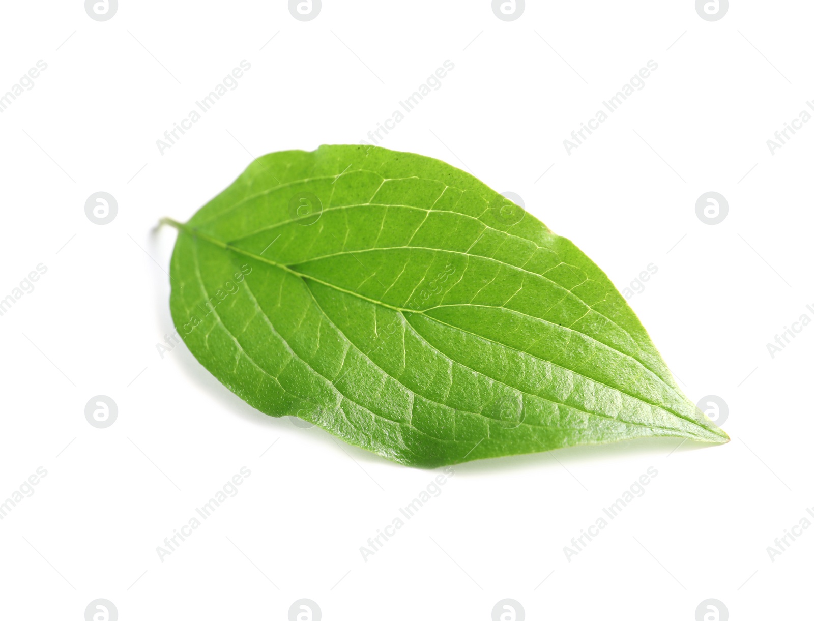 Photo of Beautiful spring green leaf on white background