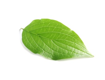 Photo of Beautiful spring green leaf on white background