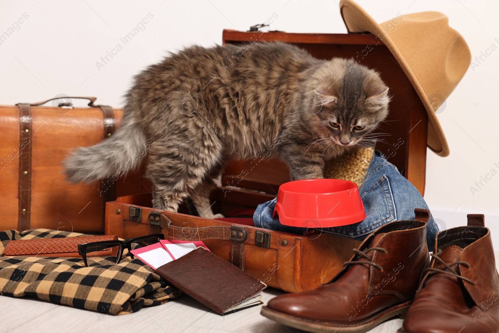 Photo of Travel with pet. Cat, clothes, passport, tickets, dry food and suitcases indoors
