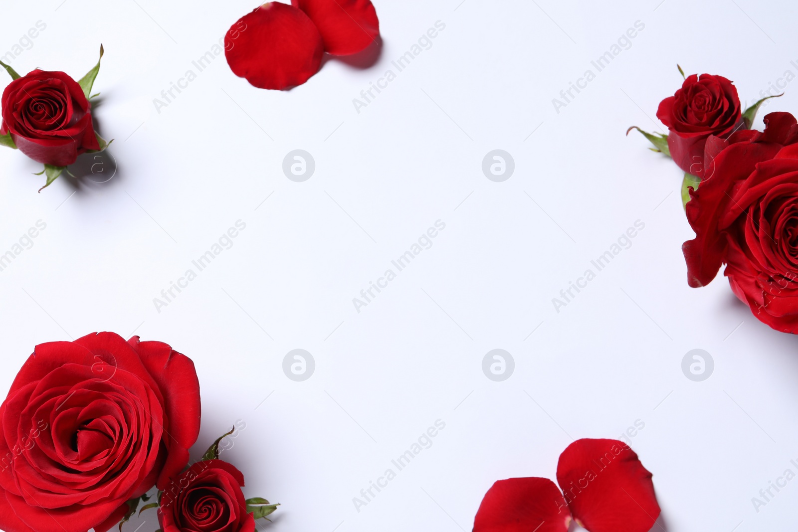 Photo of Beautiful red roses and petals on white background, flat lay. Space for text